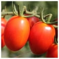 thumbnail image 2 of Everwilde Farms - 1 lb Rio Grande Heirloom Tomato Seeds - Gold Vault Bulk Seed Packet, 2 of 3