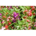 thumbnail image 2 of 100 Mixed Dwarf TOM THUMB IMPATIENS Balsamina - Sun or Shade - Double Purple, Red, White, Pink, & Orange Flower Seeds, 2 of 11