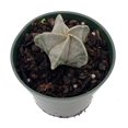 thumbnail image 2 of Bishop's Cap Cactus - Astrophytum myriostigma - 4" Pot, 2 of 3