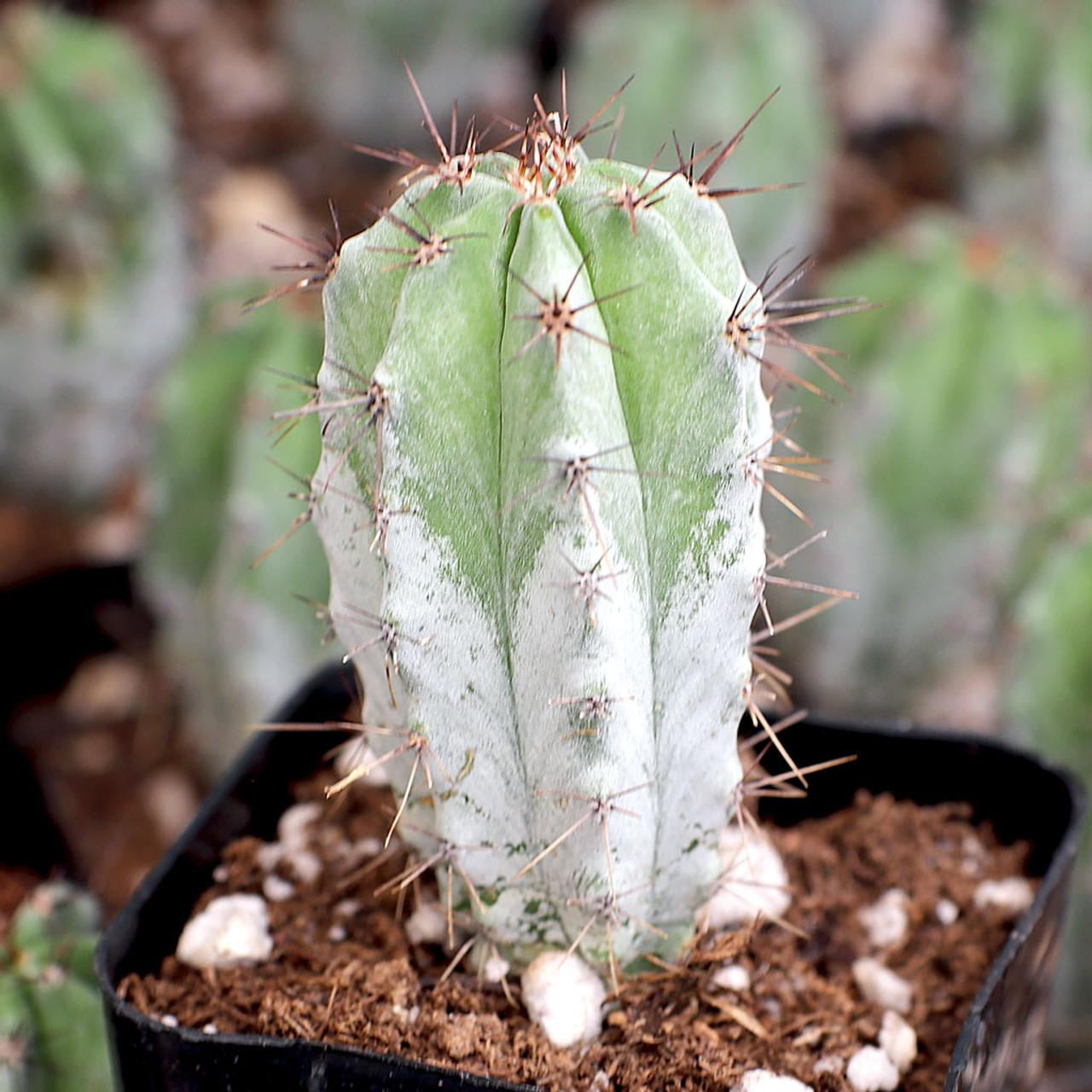 RedCrocus Peruvian Apple Cactus-Cereus peruvianus-Unique indoor plant  10" Pot
