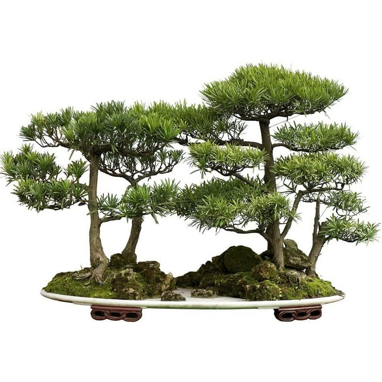 Thuja Evergreen Bonsai Tree Seeds - Western Red Cedar, Thuja plicata - 30 Seeds