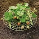 thumbnail image 5 of Marcos de plantación Bolsas de plástico para plantas de fresas Bolsa para cultivar fresas Soporte para fresas Bolsa verde para plantar fresas Hierbas Tomates 10 piezas, 5 of 5
