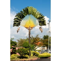 10 TRAVELLER'S PALM TREE Ravenala Madagascariensis Flower Houseplant Seeds