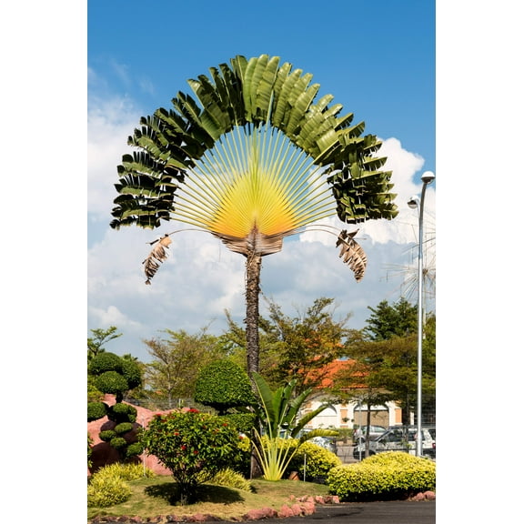 10 TRAVELLER'S PALM TREE Ravenala Madagascariensis Flower Houseplant Seeds