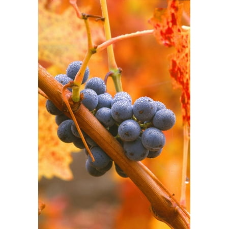 California, Napa Valley, Wine Country, Dew on Cabernet Grapes in Colorful Vineyard Print Wall Art By John