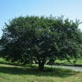 thumbnail image 2 of Brighter Blooms - Prairie Expedition® Elm Tree, 4-5 ft. - No Shipping to AK, AZ, HI, 2 of 3