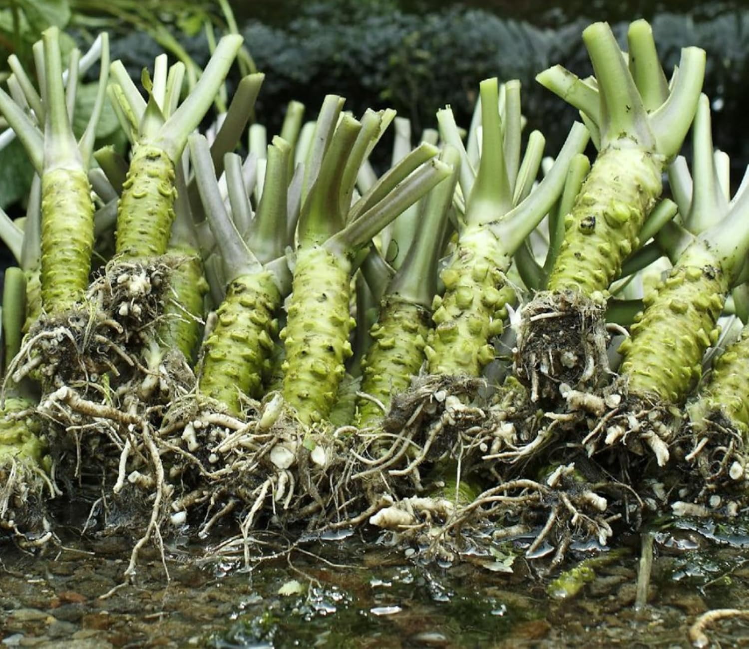 Wasabi Salt Shizuoka Product of Japan