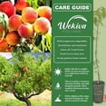 thumbnail image 2 of Tropic Beauty Peach Tree - Live Plant in a 1 Gallon Grower's Pot - Prunus Persica - Edible Fruit Bearing Tree for The Patio and Garden, 2 of 6