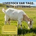 thumbnail image 4 of Pekkaxy Livestock Ear Tags, 1.97" x 1.58", Waterproof and Rust-Resistant for Clear Identification, for Cattle and Sheep Ranch Management and Traceability, 4 of 9