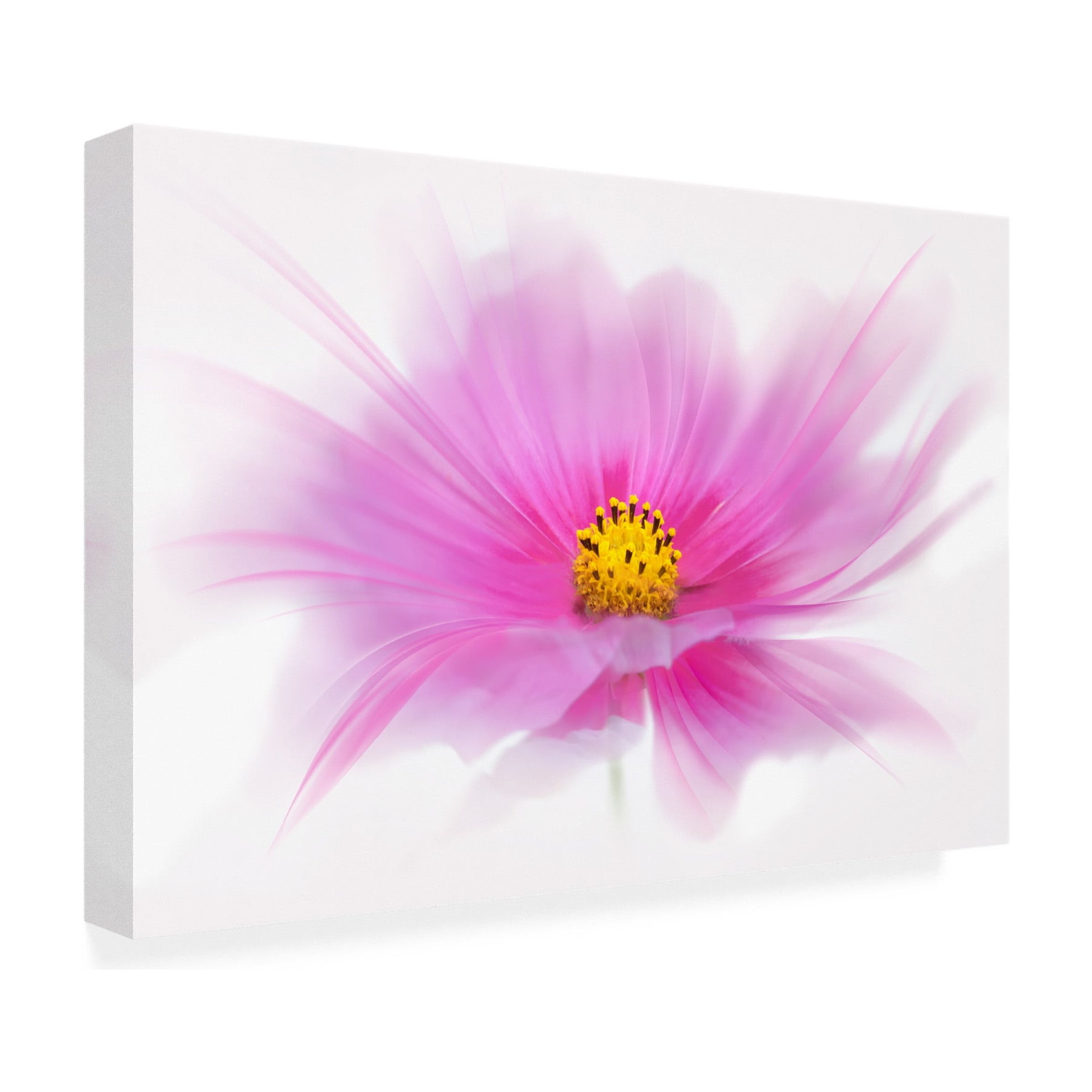 Trademark Fine Art 'Dancing Flower Deep Pink Cosmos' Canvas Art by Cora Niele