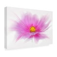 thumbnail image 4 of Trademark Fine Art 'Dancing Flower Deep Pink Cosmos' Canvas Art by Cora Niele, 4 of 4