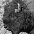 thumbnail image 3 of Phillip, Jamie 15x15 Black Modern Framed Museum Art Print Titled - Buffalo Baby 2, 3 of 5