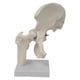 thumbnail image 4 of Modelo de articulación de cadera, accesorio portátil, equipo didáctico para aulas de ciencias escolares, estudiantes de medicina ósea y, 4 of 8