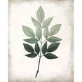 thumbnail image 3 of Allen, Kimberly 15x18 Black Modern Framed Museum Art Print Titled - Vintage Botanical Greens 1, 3 of 5