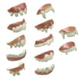thumbnail image 2 of Halloween Fake Teeth Horror Cosplay for Masquerade Fancy Dress Party Favors 12pcs Pearlescent, 2 of 9