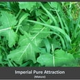 thumbnail image 2 of Whitetail Institute Imperial Pure Attraction Deer Oat Food Plot Seed, 26 Pounds, 2 of 3