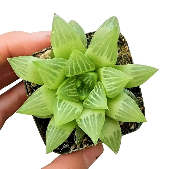 Haworthia Window Succulent (2"  Plastic Pot) - Tiny, Lovely, Easy to Care Rosette Succulent for Beginners - Live Healthy Succulent for Home Office
