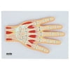 Axis Scientific Hand and Wrist Joint Section Anatomy Model