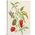 thumbnail image 1 of ARTCANVAS Pepper Plant With Carolina Sphinx Moth 1702 Canvas Art Print by Maria Sibylla Merian - Size: 18" x 12" (0.75" Deep), 1 of 9