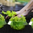 thumbnail image 4 of 10-Pack Plant Protectors for Garden Vegetables - Snail Barrier Collars, 4 of 5