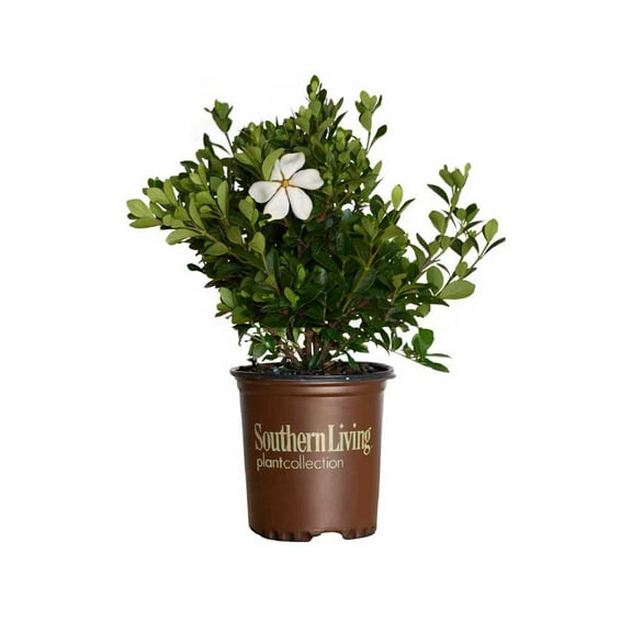 Southern Living Scentamazing Gardenia Live Shrub in 2.5-Quart Grower Pot