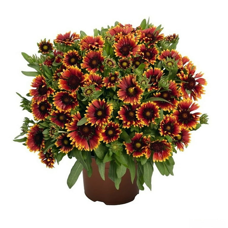 Spin Top Orange Halo Blanket Flower Gaillardia Live Plant Gallon Pot
