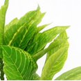 thumbnail image 4 of Pecera decorativa de plástico verde acuático artificial, planta de hoja de loto, hierba ondulada, 24cm ER, 4 of 5