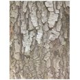 thumbnail image 1 of Papel artesanal Roylco Terrific Tree (32 hojas), 1 of 2