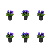Expert Gardener 1PT Blue Pansy Live Annual Plant Sun 6-Pack
