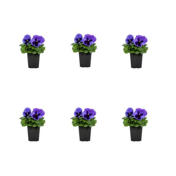 Expert Gardener 1PT Blue Pansy Live Annual Plant Sun 6-Pack