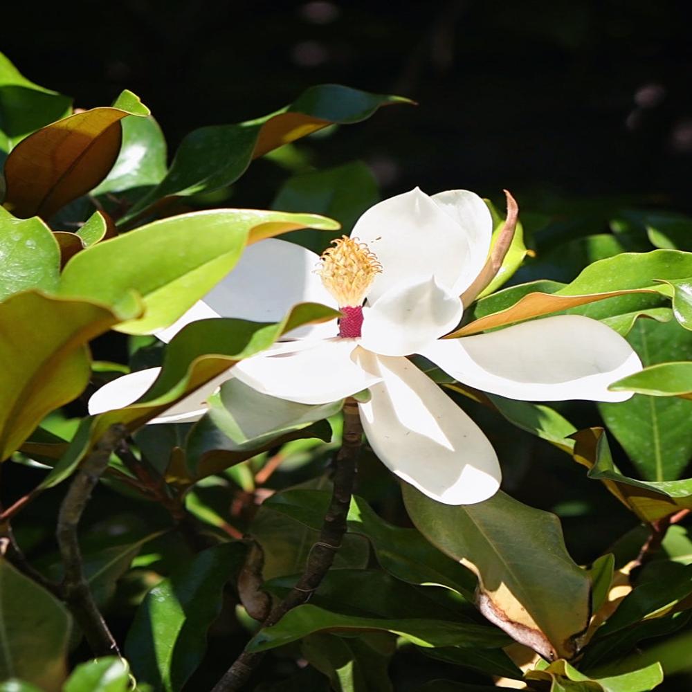 Expert Gardener 3-4 ft tall Bracken's Brown Beauty Southern Magnolia Live Tree in 7-Gallon Grower Pot