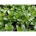 thumbnail image 3 of Mandevilla Stars & Stripes Red & White Quart pot, 3 of 6