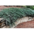 thumbnail image 2 of Juniper Blue Chip  3 Live Gallon Size Plants  Juniperus Horizontalis  Evergreen Cold Hardy Drought Tolerant Groundcover, 2 of 9