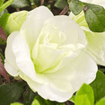 thumbnail image 5 of Gumpo White Miniature Dwarf Azalea – Live Evergreen Flowering Shrub with White Blooms, 1 Gallon Potted, Single Plant, 5 of 6