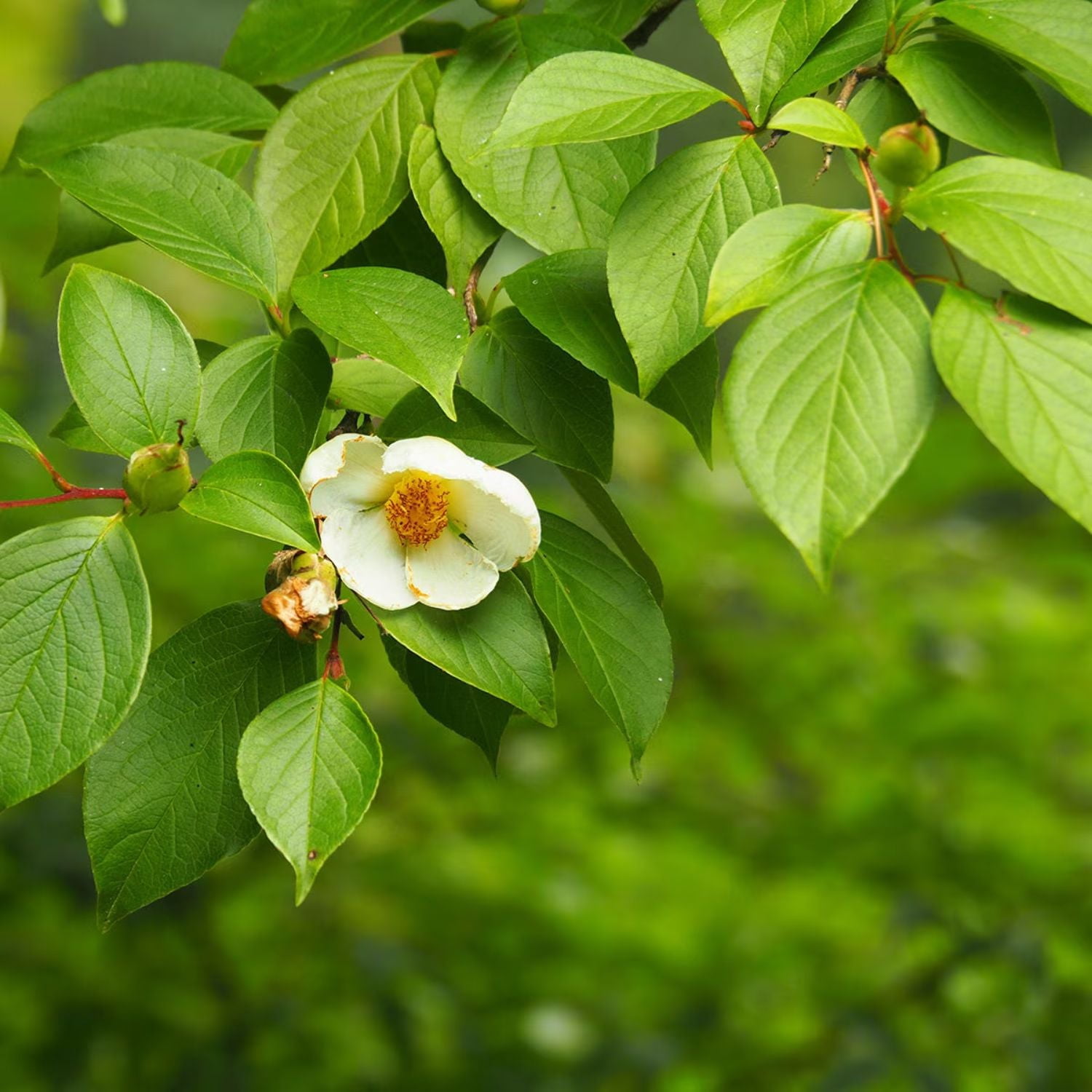 Expert Gardener 12-18" Stewartia Japanese Live Tree in 2 gal. Grower Pot