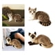thumbnail image 1 of Juguetes de Gato de simulación Hugo Relleno de Felpa decorativos 2x, 1 of 10