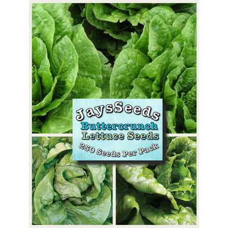 Buttercrunch Lettuce Seeds (Organic Non-gmo) (Best Way To Germinate Lettuce Seeds)