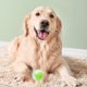 thumbnail image 4 of Pelota de juguete para perros, diversión sin fin, duradera, TPR, dispensador de comida, pelota interactiva para la dentición del perro, para casa, interior, familia, verde, 4 of 12