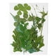 thumbnail image 5 of Advancent Hoja seca natural DIY Arte hecho a mano Planta en relieve Hojas prensadas Decoración Hogar Decorativo para tarjetas de boda de resina Hoja verde 12 2piezas Advancent CBP163988, 5 of 5