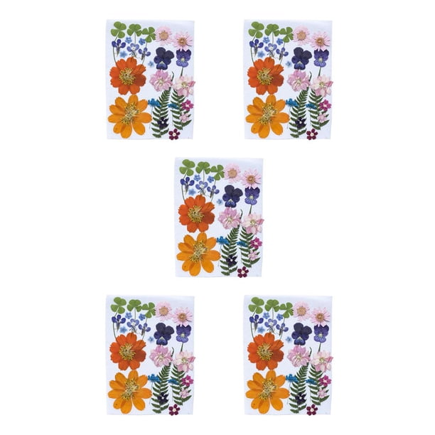 Cateissary Flores secas naturales Decoraciones de flores prensadas en relieve Tipo decorativo 3 Tipo 3 5piezas