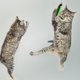 thumbnail image 5 of Repuestos de varita para gatos Unique Bargains de 5 piezas para varitas de mascotas, accesorios de recarga para gatos de interior y exterior, orugas, 5 of 7