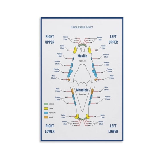 Veterinary Feline Dental Chart Poster Vet Art (1) Canvas Painting Wall Art