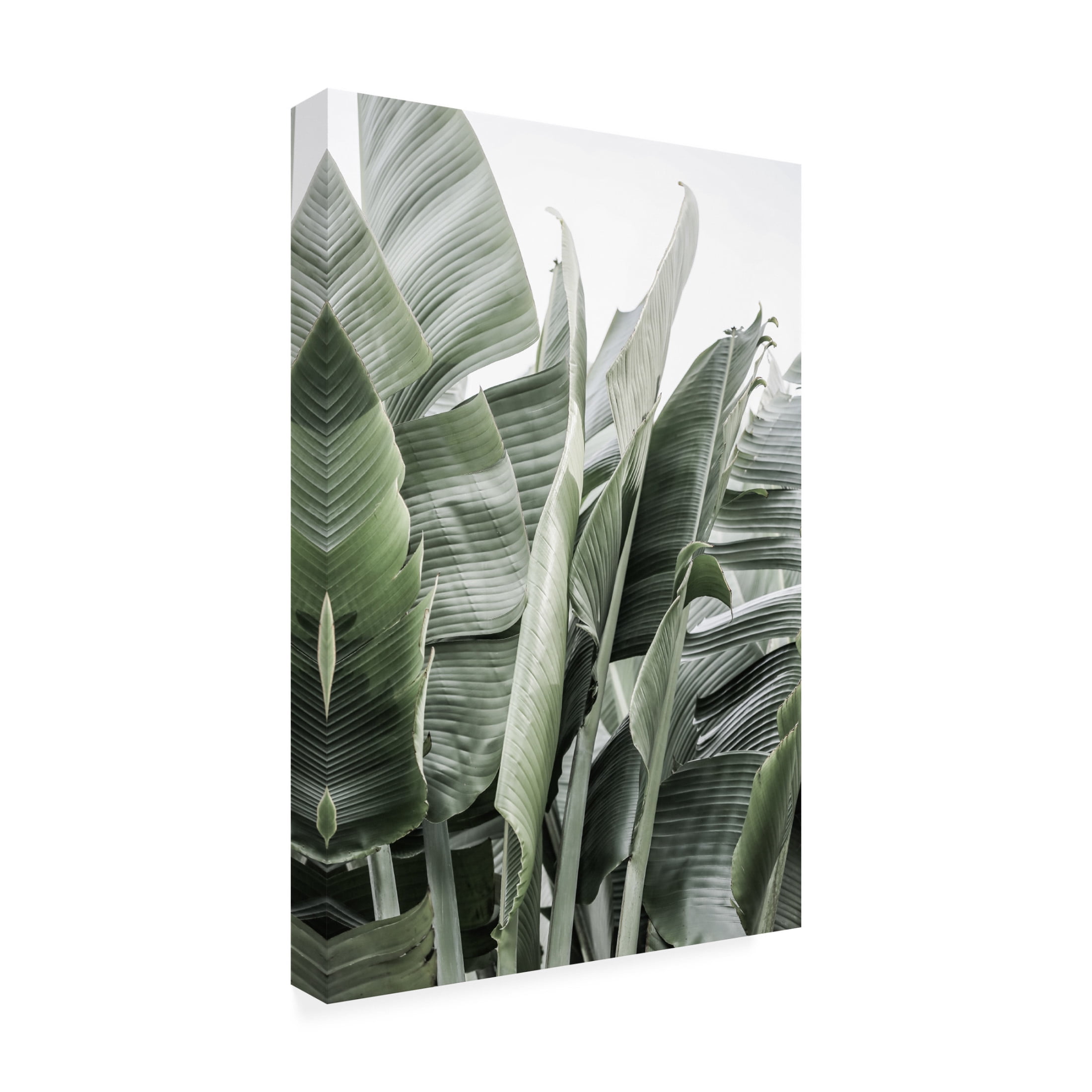 Trademark Fine Art Shot by Clint Wild Bannna Canvas Wall Art