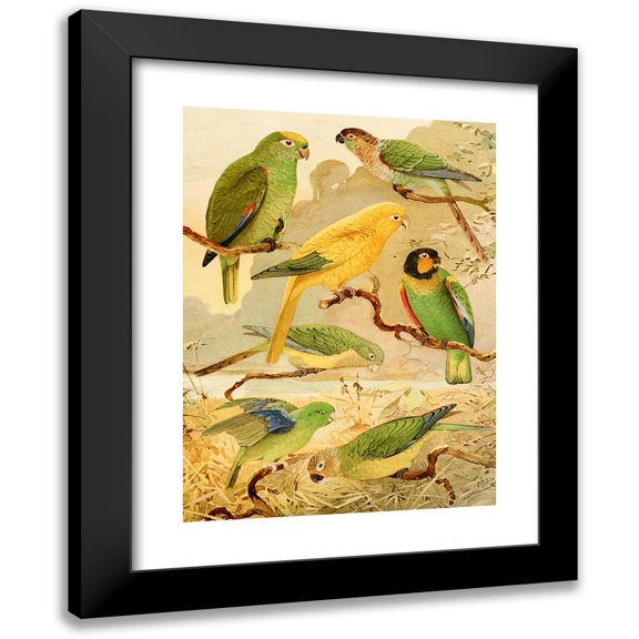 Emil August Göldi 11x14 Black Modern Framed Museum Art Print Titled - Parrots, Tanajuba, Parakeets (1900-1906)