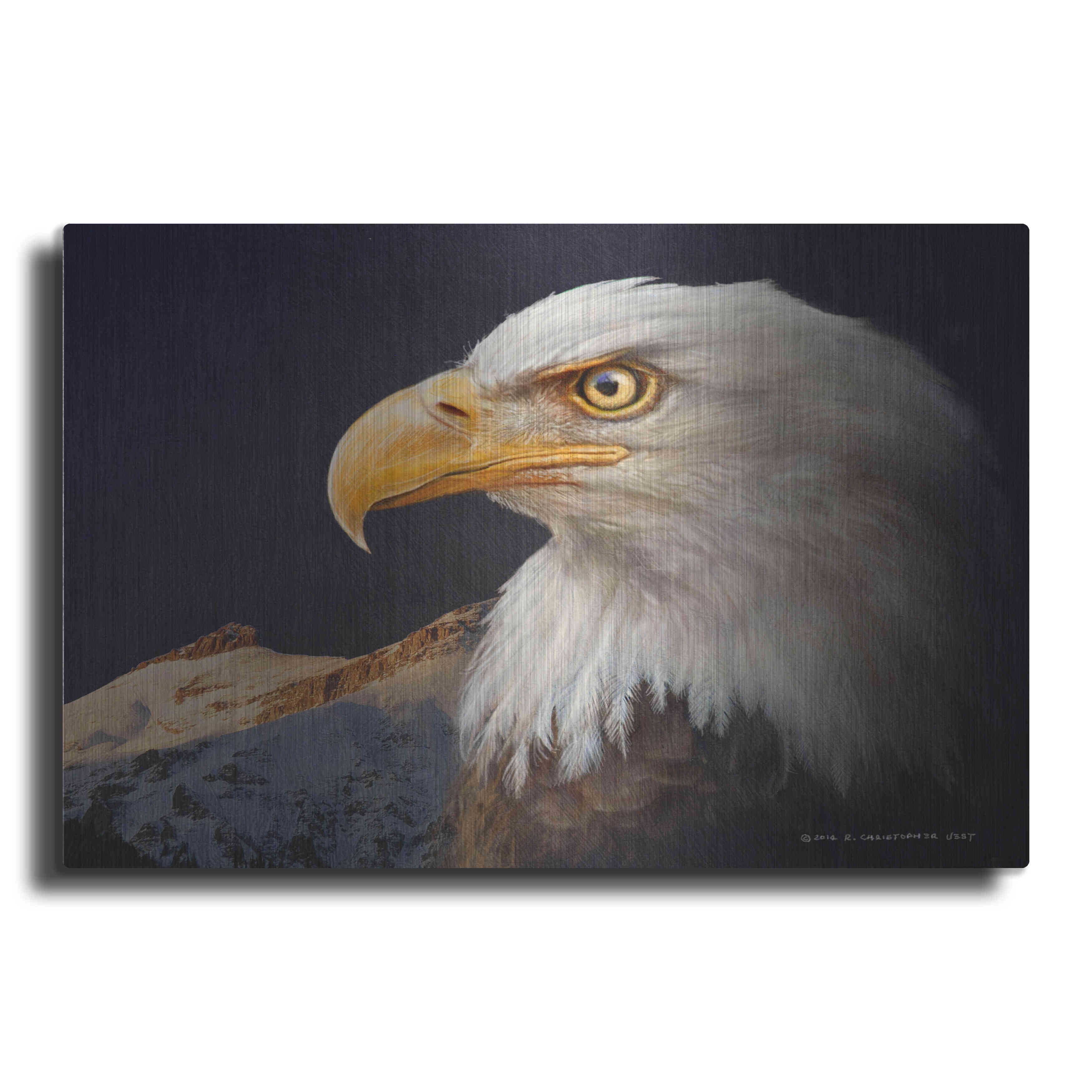 Bald Eagle Study Canvas Print in Black and White, 16" x 12"