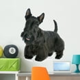 thumbnail image 1 of Scottish Terrier Wall Mural Decal by Wallmonkeys Vinyl Peel and Stick Graphic (36 in H x 36 in W), 1 of 4