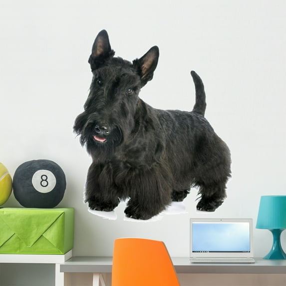 Scottish Terrier Wall Mural Decal by Wallmonkeys Vinyl Peel and Stick Graphic (36 in H x 36 in W)