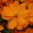 thumbnail image 3 of Drought Tolerant Cosmos Sulphureus Mandarin Orange Garden Flower Plant Seeds - 100 Seeds, 3 of 3