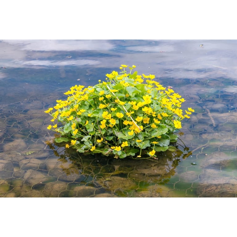 5 litre plant pot The Harvest Company 5 gal. 12 in. L x 9.5 in. W x 11.63 in. H Black In