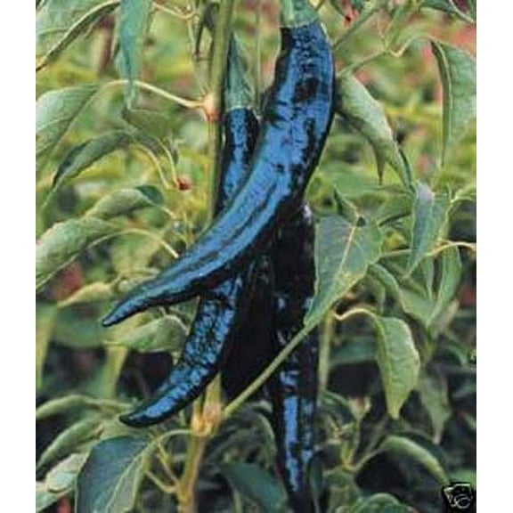 Pepper Hot Pasilla Bajio Great Heirloom Vegetable 1,000 Seeds